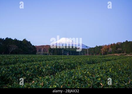 Teesorten und Mt. Fuji. Dies ist ein beliebter Ort für das Fotografieren, mit unwiderruflich schönen Landschaften, die sich vor Ihnen ausbreiten. Natürlich Stockfoto