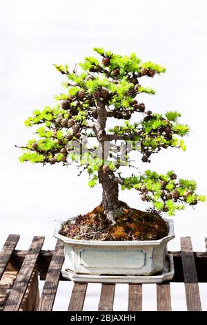 Japanischer Lärchenbonsai mit schlichtem weißen Hintergrund, Northampton, England, Großbritannien. Stockfoto