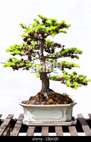 Japanischer Lärchenbonsai mit schlichtem weißen Hintergrund, Northampton, England, Großbritannien. Stockfoto