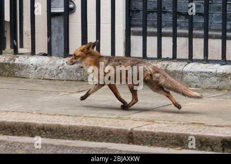 London, Großbritannien. April 2020. Ein Fuchs spaziert in Downing Street, London Credit: Ian Davidson/Alamy Live News Stockfoto