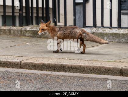 London, Großbritannien. April 2020. Ein Fuchs spaziert in Downing Street, London Credit: Ian Davidson/Alamy Live News Stockfoto