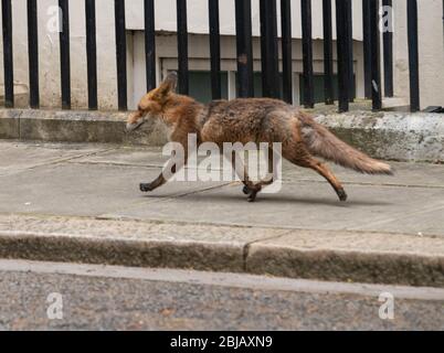 London, Großbritannien. April 2020. Ein Fuchs spaziert in Downing Street, London Credit: Ian Davidson/Alamy Live News Stockfoto