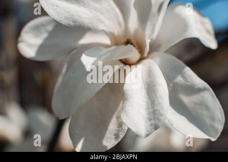 Blüht der Magnolienbäume im Frühling. Einzelne Blume Stockfoto