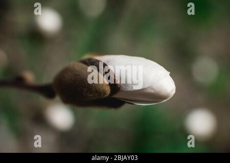 Blüht der Magnolienbäume im Frühling. Einzelne Blume Stockfoto