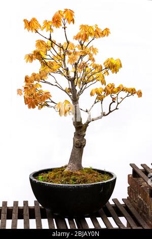 Platane. Acer pseudoplatanus (Aceraceae) kommt in Blatt mit einem schlichten weißen Hintergrund, Northampton, England, Großbritannien. Stockfoto