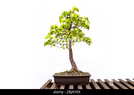 Field Maple (acer Campestre) mit einfachem weißen Hintergrund, Northampton, England, Großbritannien. Stockfoto