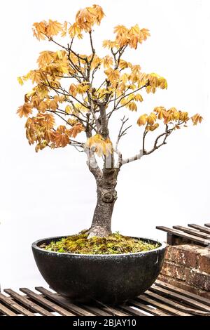 Platane. Acer pseudoplatanus (Aceraceae) kommt in Blatt mit einem schlichten weißen Hintergrund, Northampton, England, Großbritannien. Stockfoto