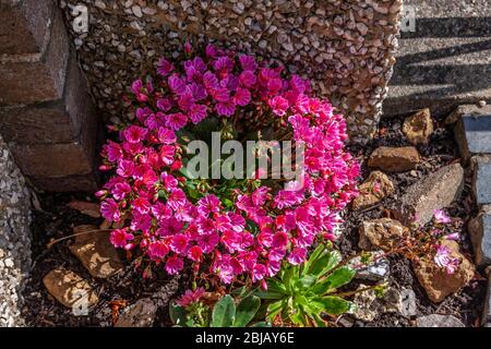 Lewisia cotyledon. Siskiyou lewisia an einem schattigen Ort in einem Vorgarten, Northampton, England, Großbritannien. Stockfoto