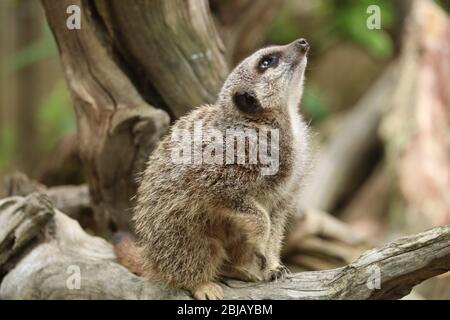 Meerkat (Suricata Surricatta) mit Blick auf den Knowsley Safari Park Stockfoto