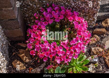 Lewisia cotyledon. Siskiyou lewisia an einem schattigen Ort in einem Vorgarten, Northampton, England, Großbritannien. Stockfoto