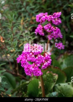 Bergenia cordifolia aka rosa Elefantenohren Pflanzen im Garten wachsen. Blumendetail. Immergrüne Rhizomatöse Staude. Stockfoto