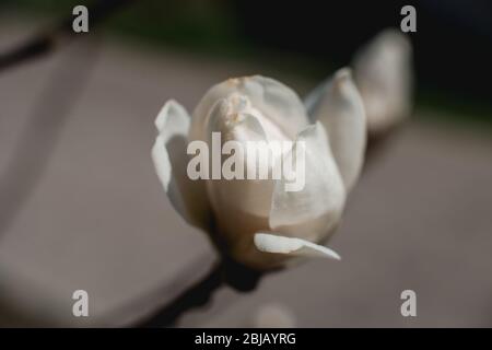 Blüht der Magnolienbäume im Frühling. Einzelne Blume Stockfoto