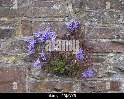 Campanula portenschlagiana alias dalmatinische Glockenblume, aus dem Garten entkommen, wächst wild in Steinmauer. Stockfoto