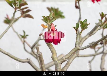 Kostbare Blüten der Arten Adenium obesum und Adenium multiflorum im zentralen Innenhof des Nationalmuseums von Indonesien. Stockfoto