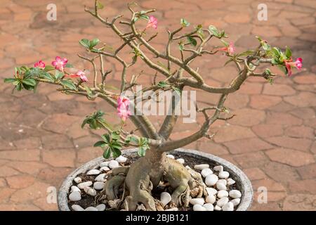 Topf mit einer Pflanze der Art Adenium obesum und Adenium multiflorum im zentralen Innenhof des Nationalmuseums von Indonesien. Stockfoto