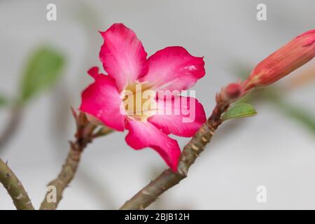 Kostbare Blüten der Arten Adenium obesum und Adenium multiflorum im zentralen Innenhof des Nationalmuseums von Indonesien. Stockfoto