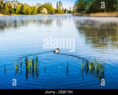 Ein sonniger Frühlingsmorgen im Coate Water in Swindon. Stockfoto