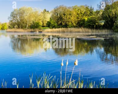 Ein sonniger Frühlingsmorgen im Coate Water in Swindon. Stockfoto