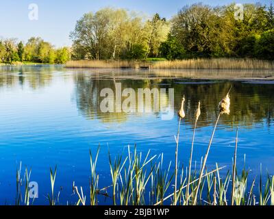 Ein sonniger Frühlingsmorgen im Coate Water in Swindon. Stockfoto