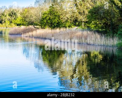 Ein sonniger Frühlingsmorgen im Coate Water in Swindon. Stockfoto