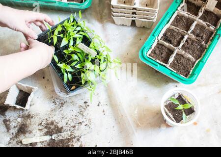 Baby Pflanzen säen, schwarzes Loch Fächer für landwirtschaftliche Sämlinge. Im Frühjahr einpflanzen. Frühe Sämling, aus Samen in Boxen zu Hause gewachsen auf der Stockfoto