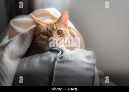 Die grünäugige, gestromte Katze geht nach draußen, nachdem sie sich unter der Decke versteckt hat Stockfoto