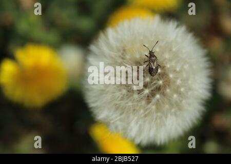 Junge gefleckte Schildbug (Rhaphigaster nebulosa) auf der Löwenzahn-Blüte Stockfoto