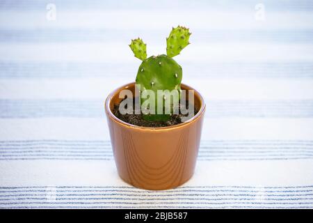 Mini Kaktus. Kleine opuntia ficus-indica, Kaktusbirne oder indische Feige. Niedliche Kakteen Hauspflanze. Stockfoto