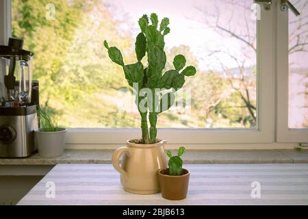 Großer und kleiner Kaktus im Blumentopf. Opuntia ficus-indica, Kaktusbirne oder indische Feige. Zwei Kakteen beherbergen Pflanzen auf dem Tisch am Fenster. Stockfoto