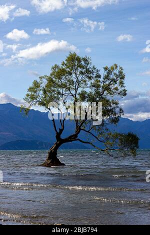 Lake Wanaka Baum bei Sonnenuntergang - der meistfotografierte Baum in Neuseeland Stockfoto