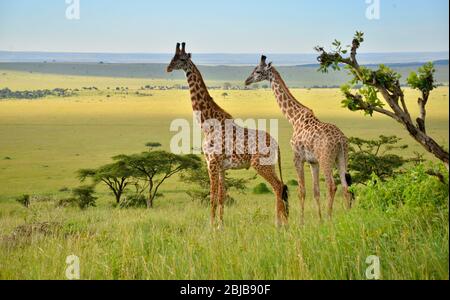 Zwei Masai Giraffen starren über die grünen Ebenen des Mara Triangle, Kenia Stockfoto