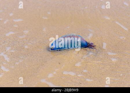 Toter Portugiese Mann o ' war Qualle (Physalia physialis) gewaschen bis liegend auf einem sandigen Strand. Bluebottle auf dem Sand in Playas del Este, Kuba. Stockfoto