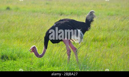 Masai Strauß mit rotem Hals und Beinen, intensivierte Farbe bei Männchen während der Brutzeit, Mara Triangle, Kenia Stockfoto