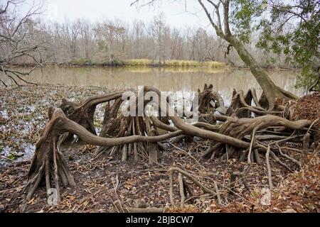 Lake Fausse Pointe State Park in Louisiana USA Stockfoto