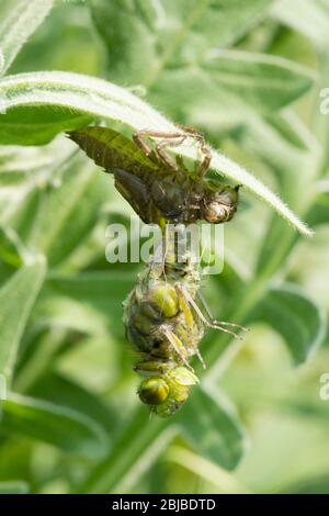 Adulte Libelle, die aus der Larve hervorkommt, Metamorphose, Breitkörperjäger, Libellula depressa, Sussex, April Stockfoto