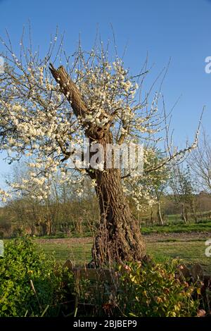 Frühling Pflaumenblüte auf sehr alten gerändelten Victorie Pflaumenbaum, UK Stockfoto