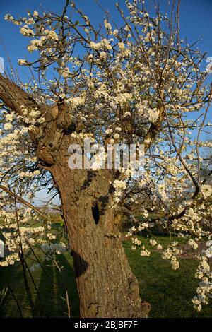 Frühling Pflaumenblüte auf sehr alten gerändelten Victorie Pflaumenbaum, UK Stockfoto