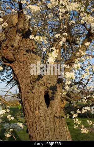 Frühling Pflaumenblüte auf sehr alten gerändelten Victorie Pflaumenbaum, UK Stockfoto