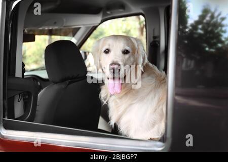 Niedlicher Labrador Hund im Auto Stockfoto