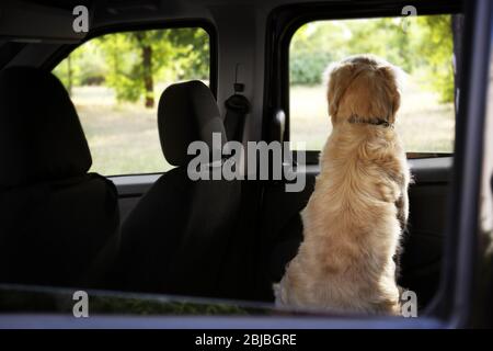 Niedlicher Labrador Hund im Auto Stockfoto