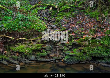 Einstürzender Flussufer im Porter Valley, einem alten Waldgebiet in der Nähe von Sheffield Stockfoto