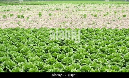 Grüner Salat Plantage frisch gefangen. Landwirtschaftliches Feld mit grünen Salatblättern. Lactuca sativa grüne Blätter, Nahaufnahme in Spanien. Stockfoto