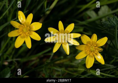 Kleine Celandine (Ranunculus ficaria), Blüten Stockfoto