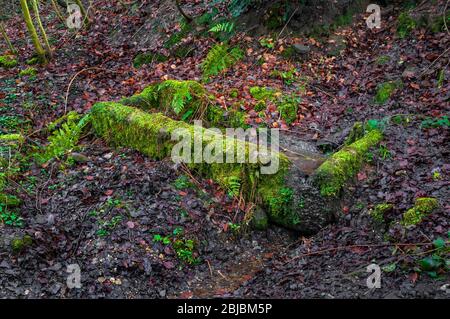 Alte steinerne Wasserrinne in der Nähe des Wiremill-Staudamms im Porter Valley, uralter Wald in der Nähe von Sheffield Stockfoto