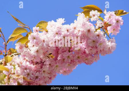 Eine große Gruppe rosa japanischer Kirschblüten, The Stray, Harrogate, North Yorkshire, England, VEREINIGTES KÖNIGREICH. Stockfoto