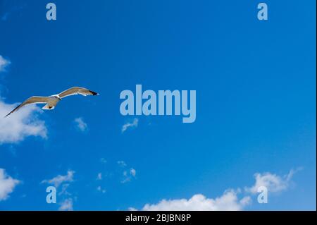 Eine einzige Möwe fliegt an einem klaren sonnigen Tag mit ausgestreckten Flügeln an der Nordseeküste gegen einen blauen Himmel Stockfoto