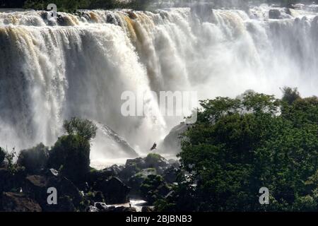 Ein Kondor, der an der Basis der tobenden Ströme aufsteigt, die über den Iguacu-Fällen, Brasilien, abstürzen. Südamerika Stockfoto