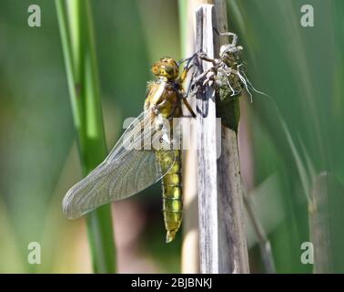 Neu entstanden Libelle nach Shedding ihre Nymphe Haut und Umwandlung in ihre Libelle Form. Nymphe Haut auch gezeigt. Teichreed. Lebenszyklus. Stockfoto