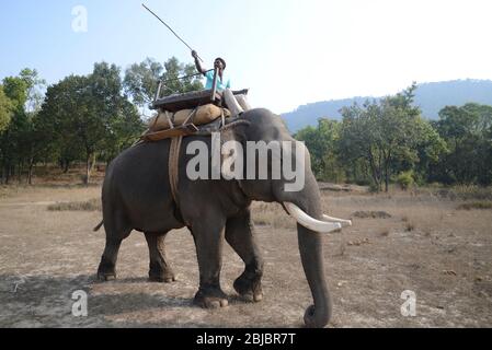 Der Eindruck der Touristen vom ersten Besuch in Indien auf der Suche nach Tigern und Kultur. Stockfoto