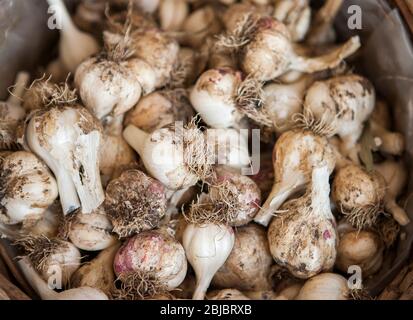 Frischer, lokaler Bio-Knoblauch sitzt in einem Korb auf einem Bauernmarkt, Madison, CT, USA Stockfoto